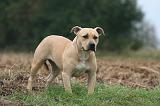 AMSTAFF ADULT 573